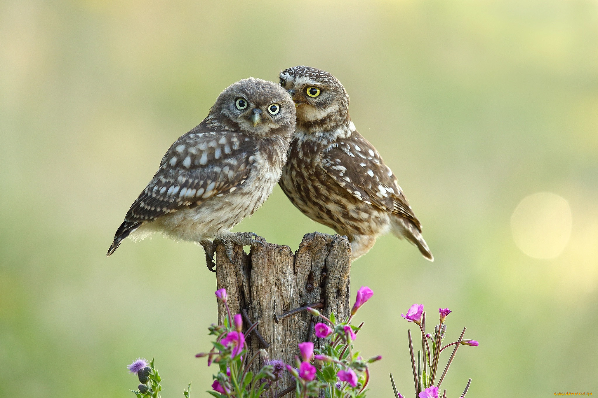 They were some birds. Совы. Совенок. Две Совы. Красивая Сова.